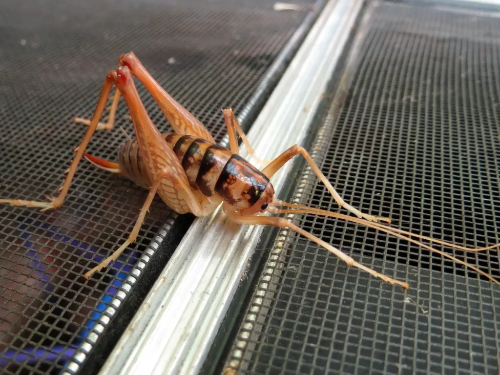 Camel Cricket (Ceuthophilus species)