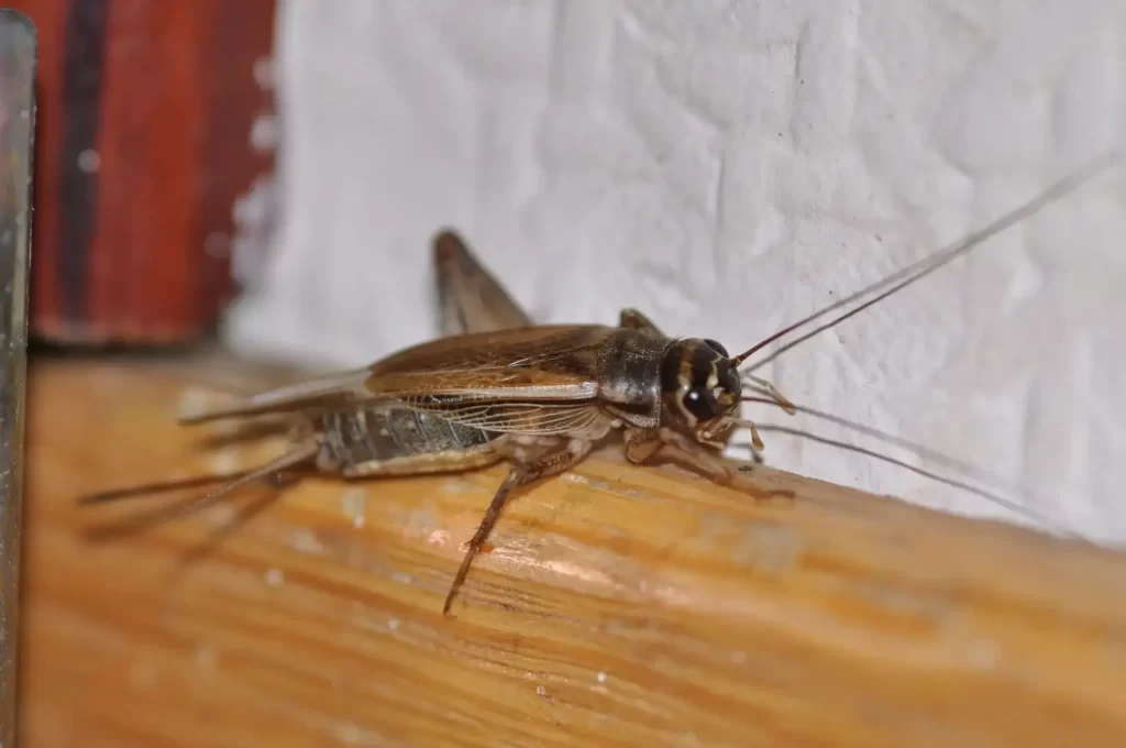 House Cricket (Acheta domesticus)