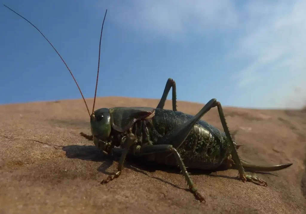 Mormon Cricket (Anabrus simplex)