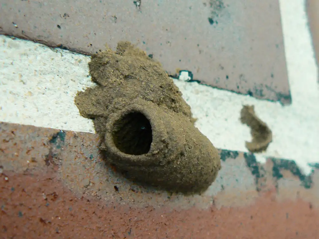 Mud dauber nest
