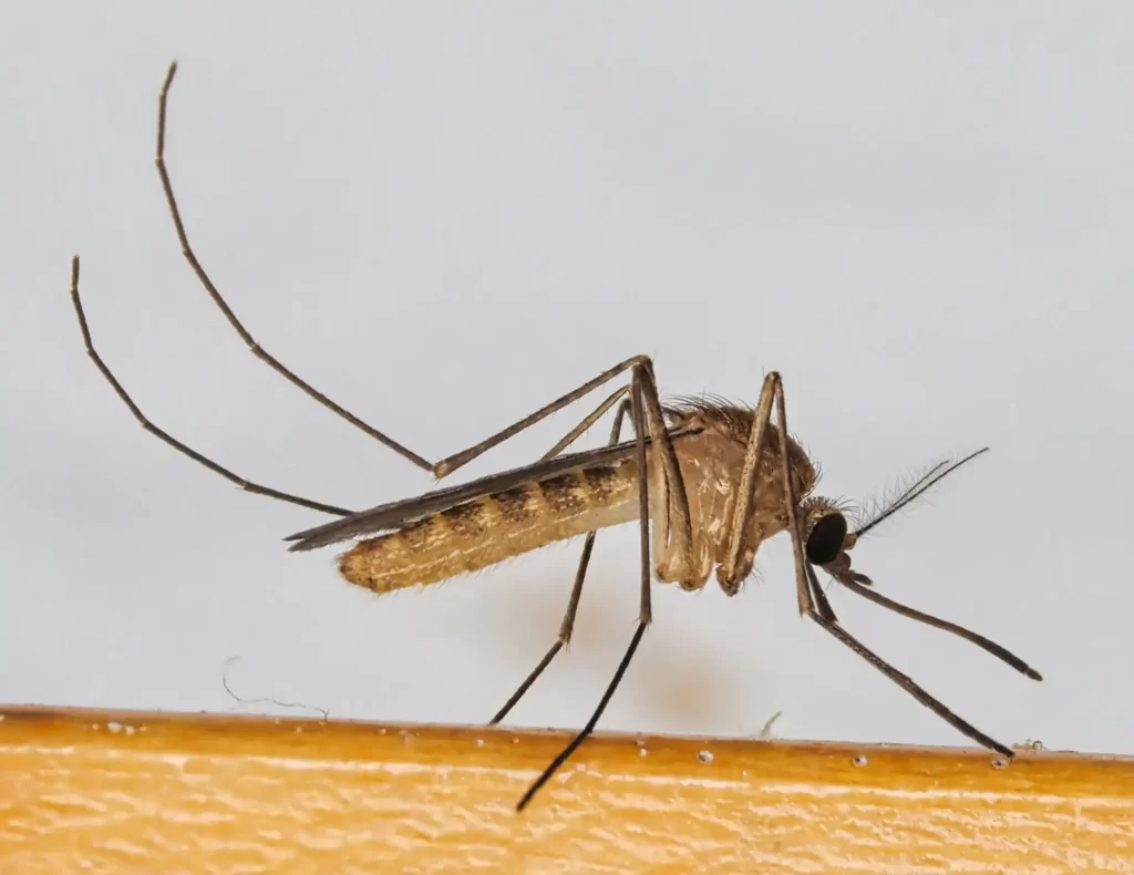 Northern House Mosquito (Culex pipiens)