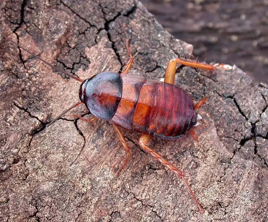 Oriental Cockroach (Blatta orientalis)