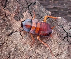 Oriental Cockroach (Blatta orientalis)