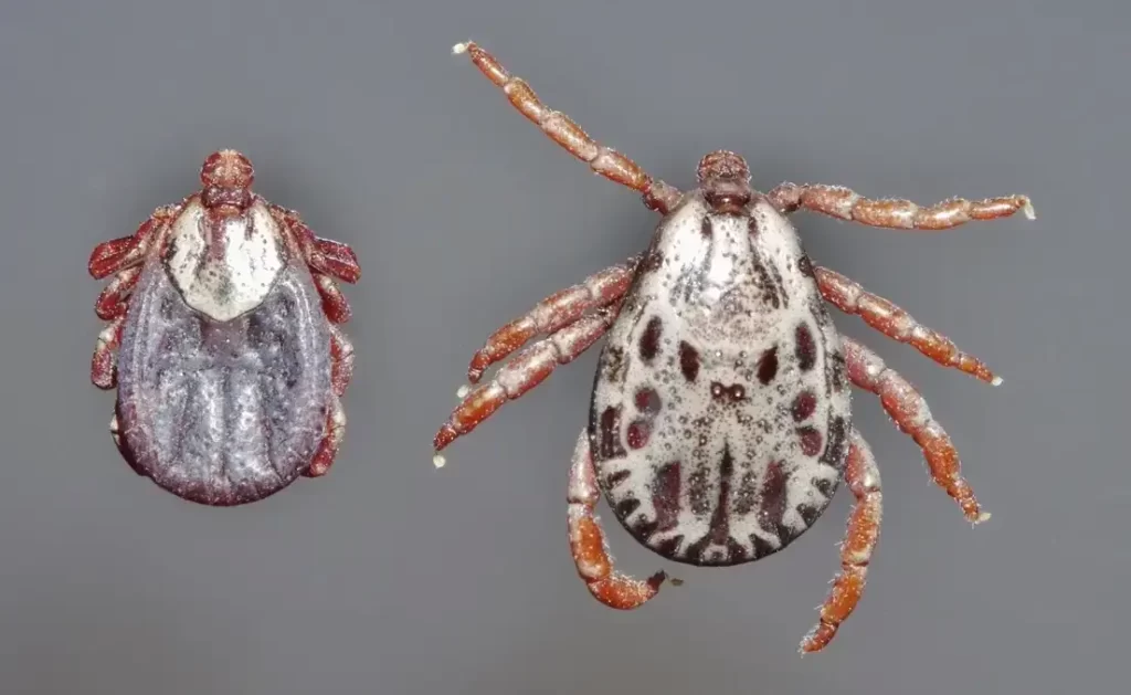 Rocky Mountain Wood Tick (Dermacentor andersoni)