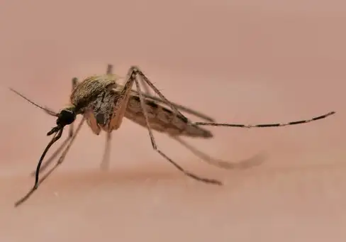 Salt Marsh Mosquito (Aedes dorsalis)