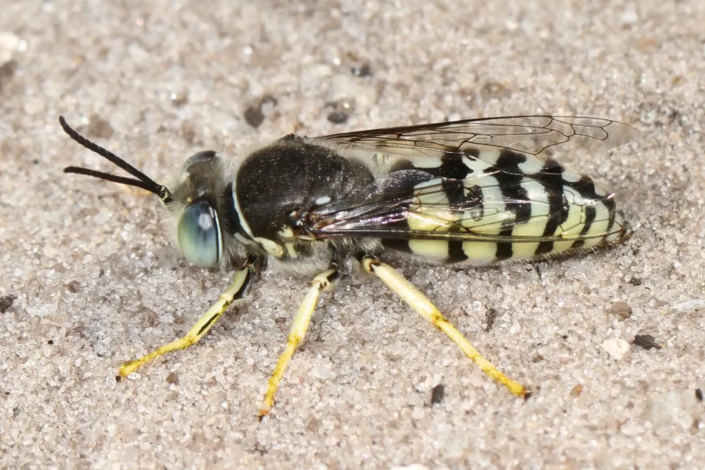 Sand Wasp (Bembix texana)