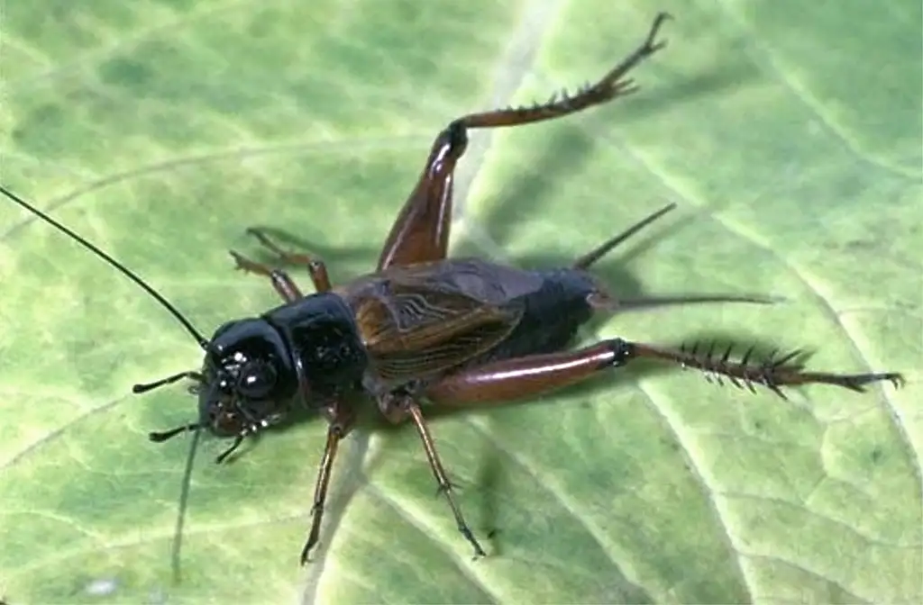 Southeastern Field Cricket (gryllus species)