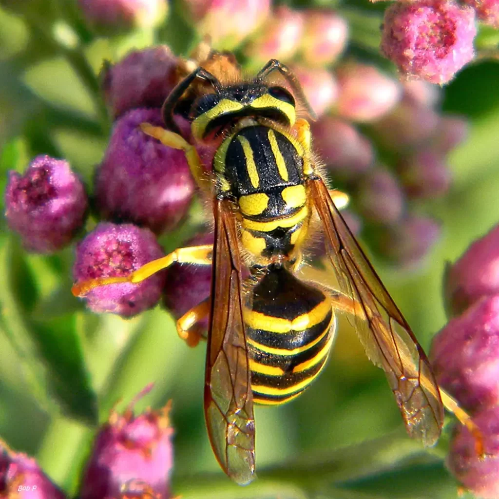 Southern Yellowjacket (Vespula squamosa)