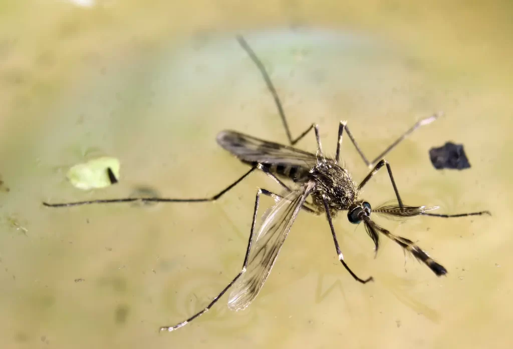 Western Encephalitis Mosquito (Culex Tarsalis)