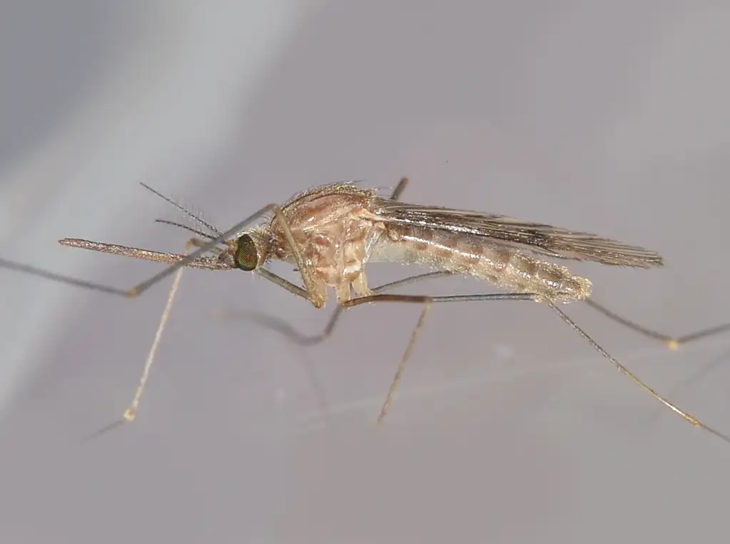 Western Malaria Mosquito (Anopheles freeborni)