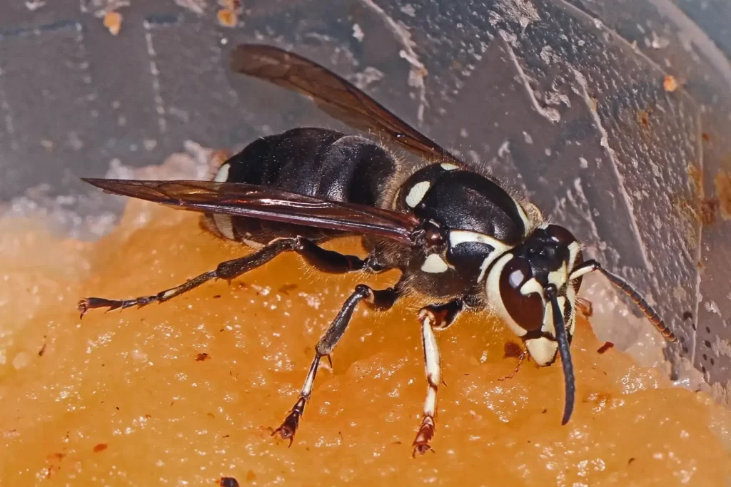Bald-faced Hornet (Dolichovespula maculata)