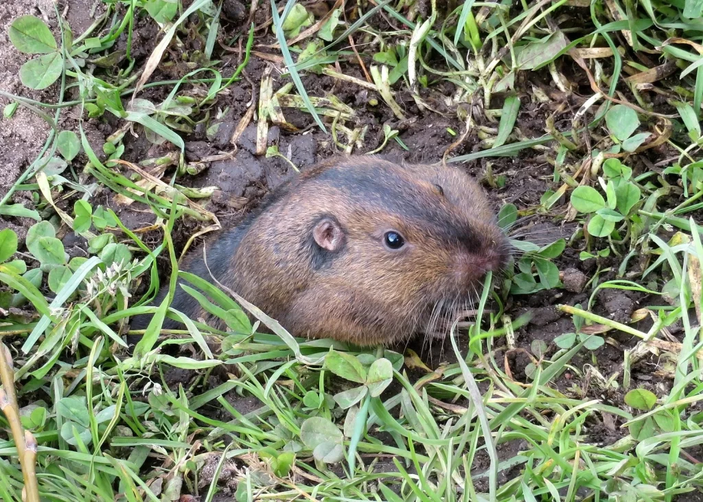 Botta's Pocket Gopher