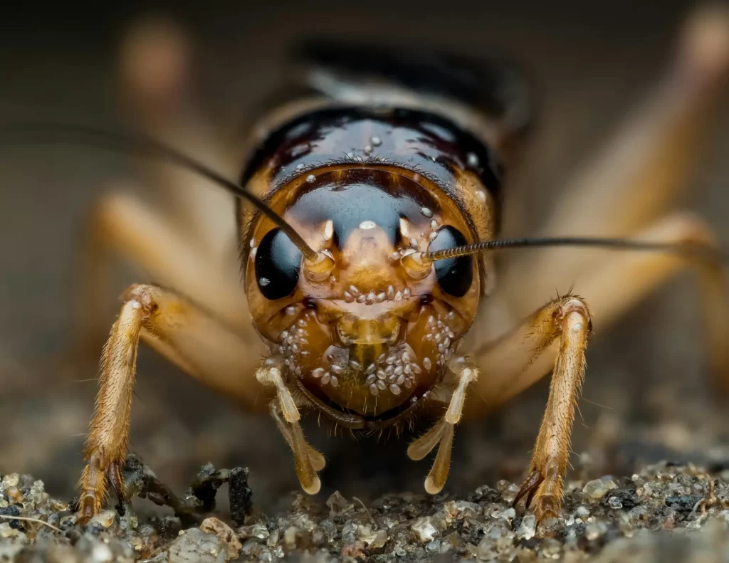 Cricket close-up