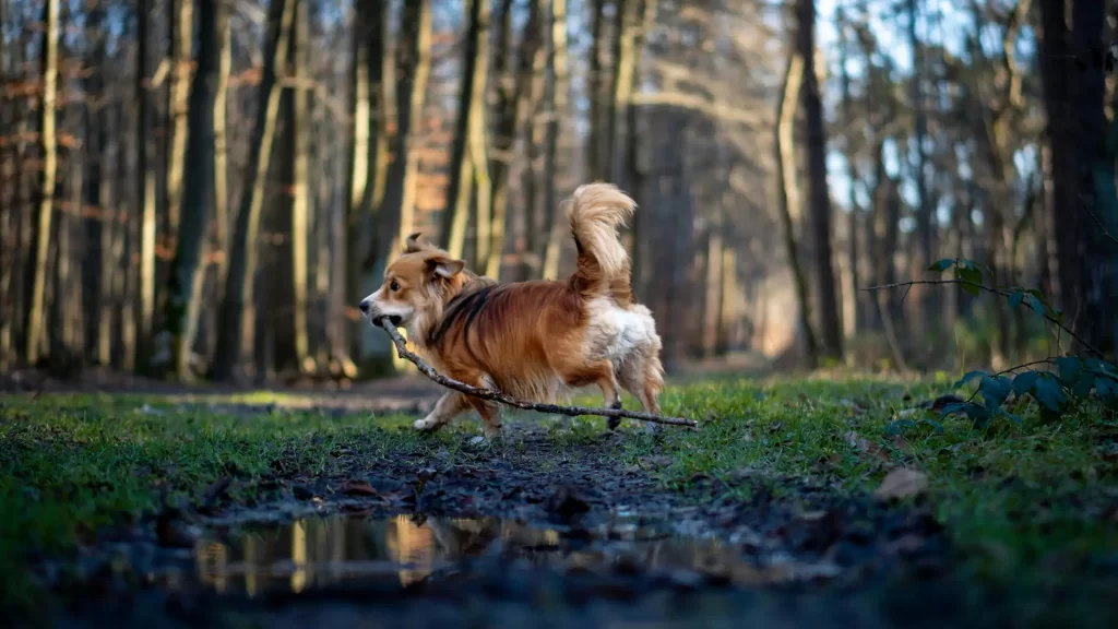 Dog with stick playing in woods