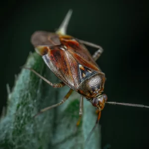 Elm seed bug