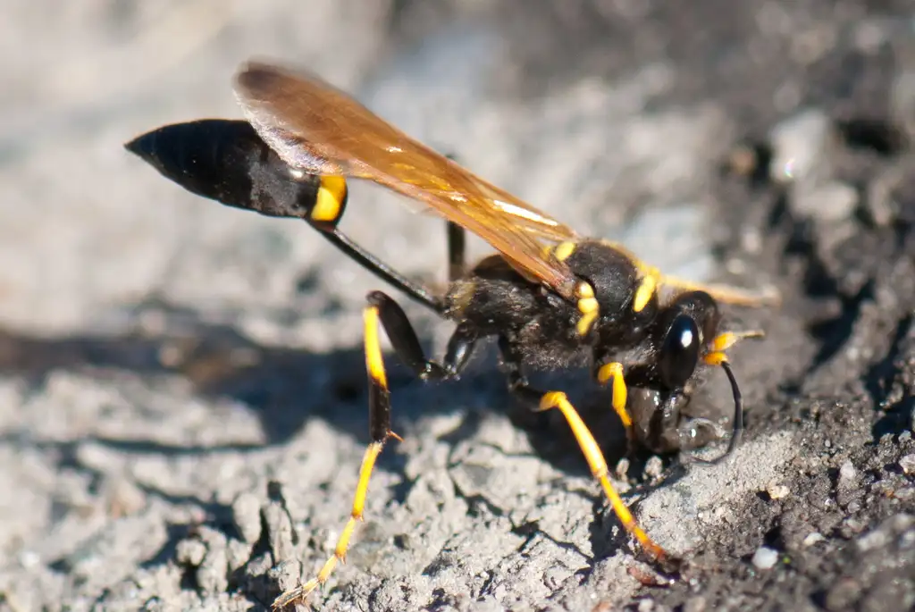 Mud Dauber