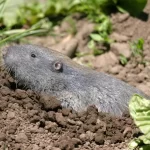 Northern Pocket Gopher