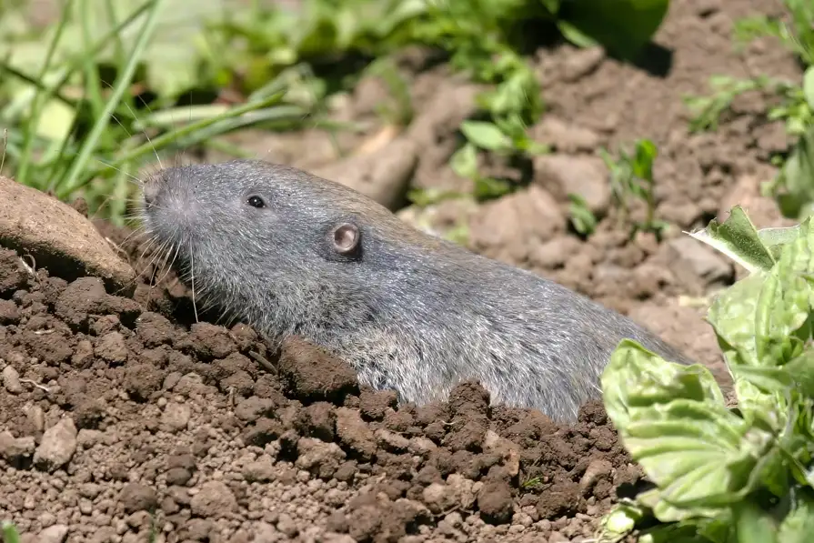 Northern Pocket Gopher
