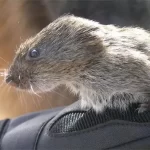 Montane Vole
