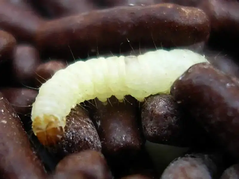 Indian Meal Moth (Pantry Moth) larvae