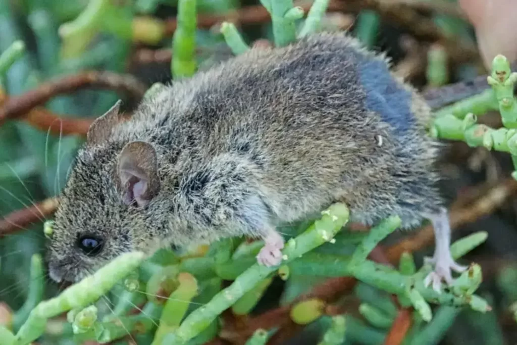 Western Harvest Mouse