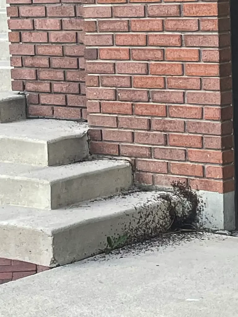Ant infestation outside Utah home porch
