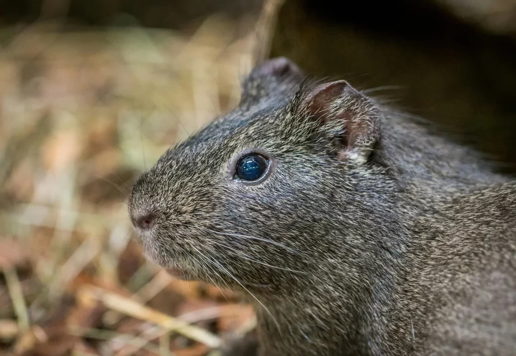 Close up of gopher