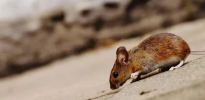 House mouse scurrying around home.