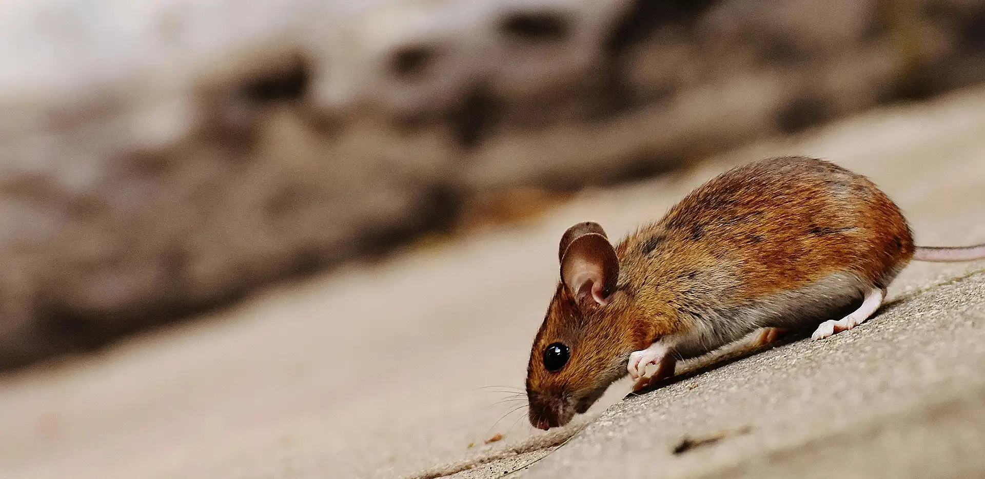 House mouse scurrying around home.