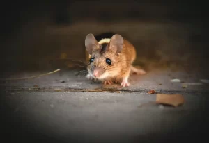 Close up of house mouse inside home
