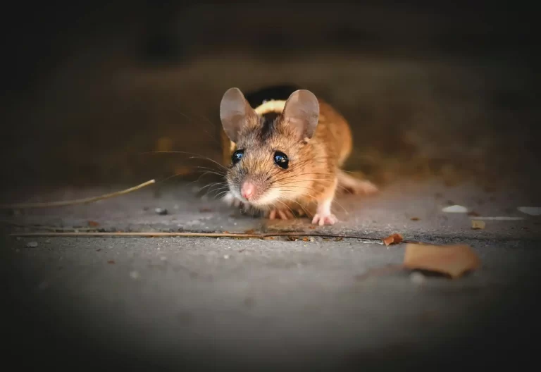 Close up of house mouse inside home