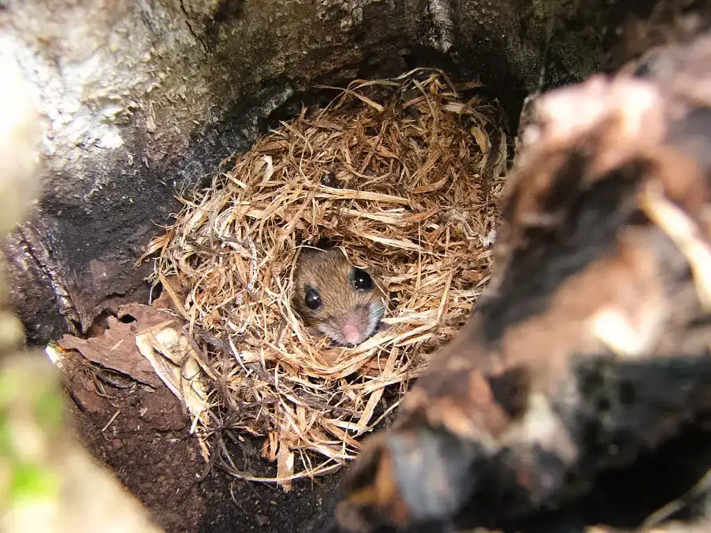Mouse nest made of leaves and scraps