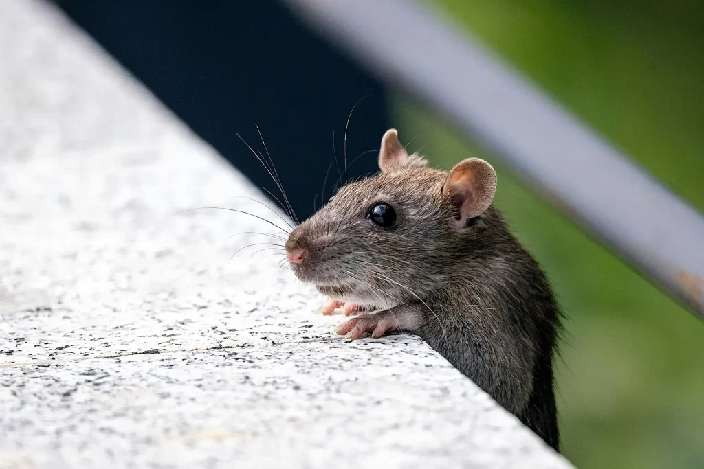Rat peeking head out of hiding