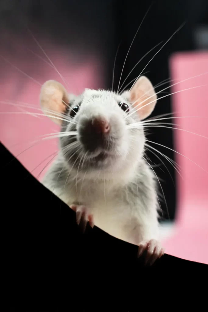 Front view of large, white rat