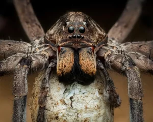 Extreme macro shot of wolf spider