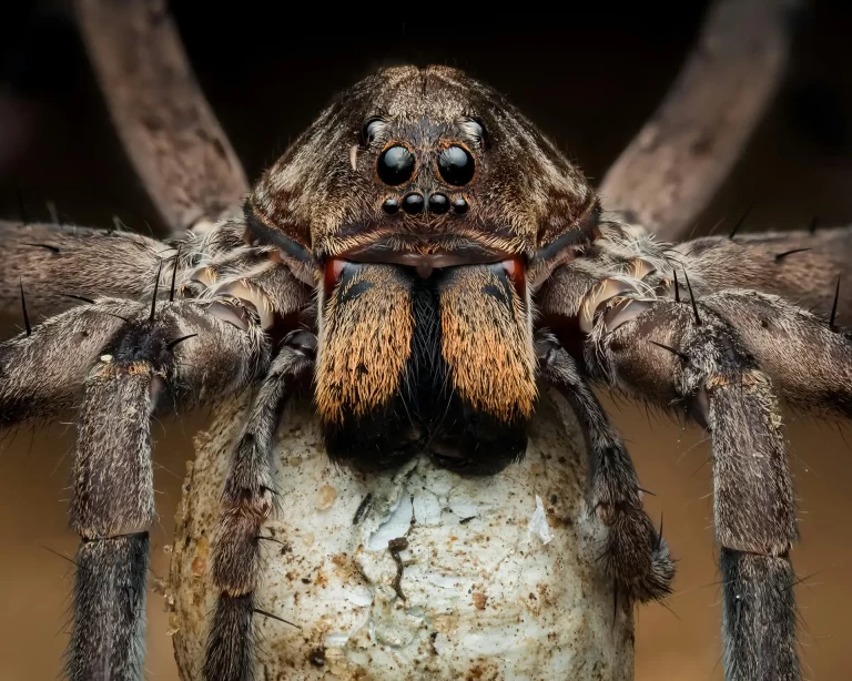Extreme macro shot of wolf spider