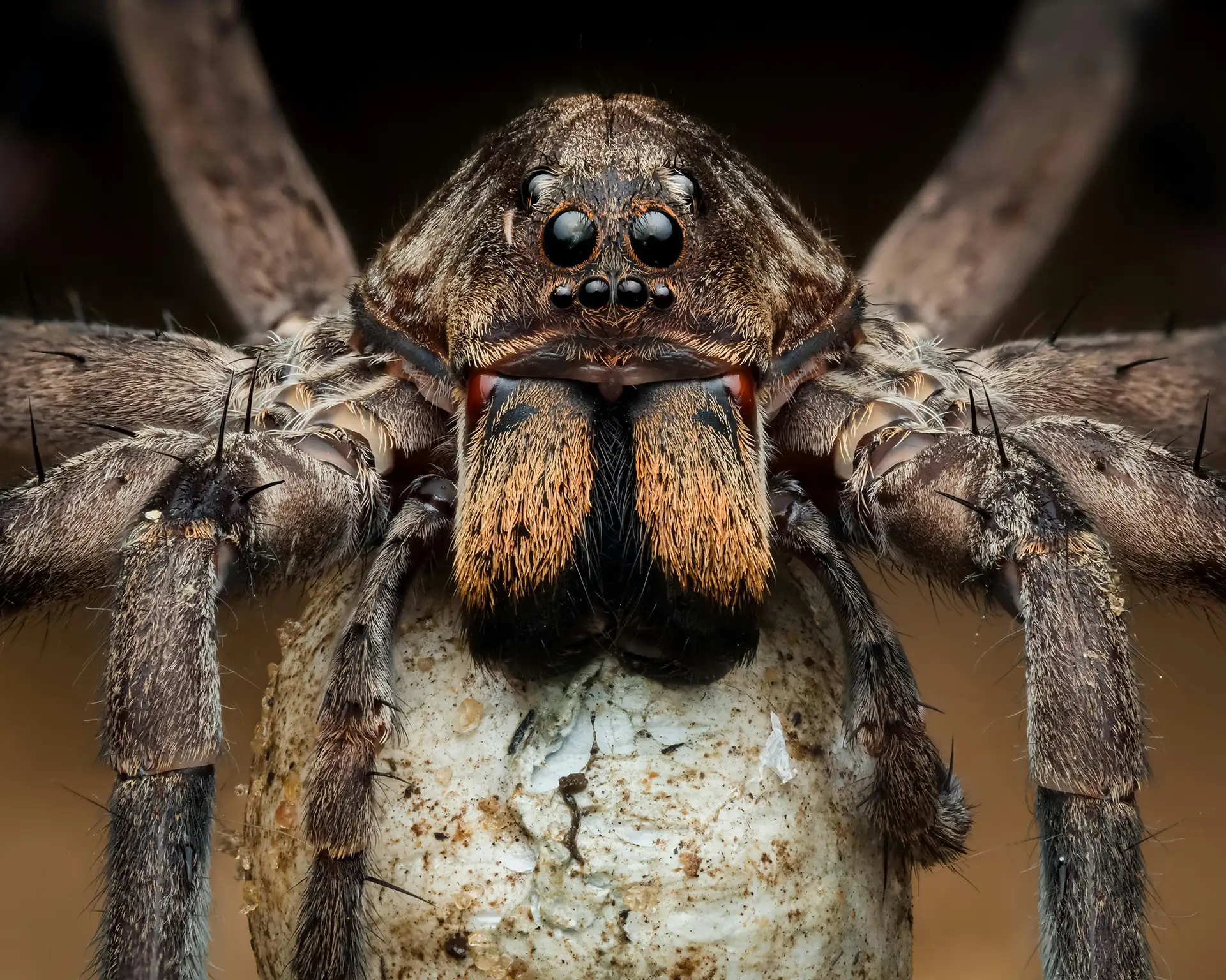 Extreme macro shot of wolf spider