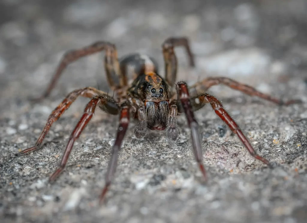 Wolf spider up close