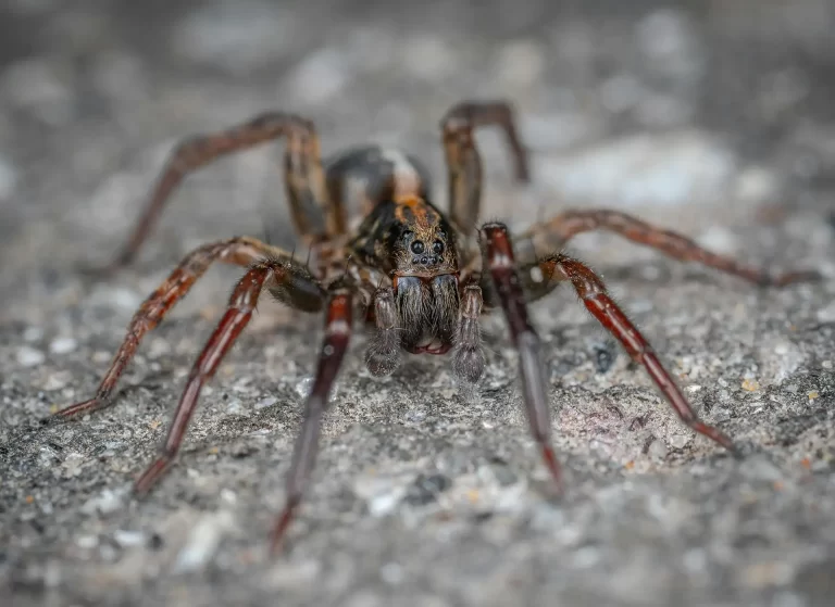 Wolf spider up close