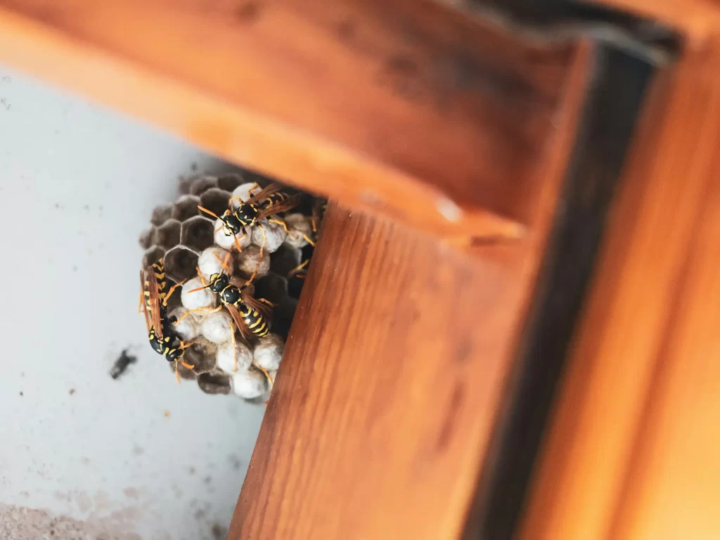 Wasp nest up in garage or shed ceiling