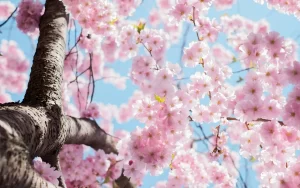 Cherry blossom tree in the spring