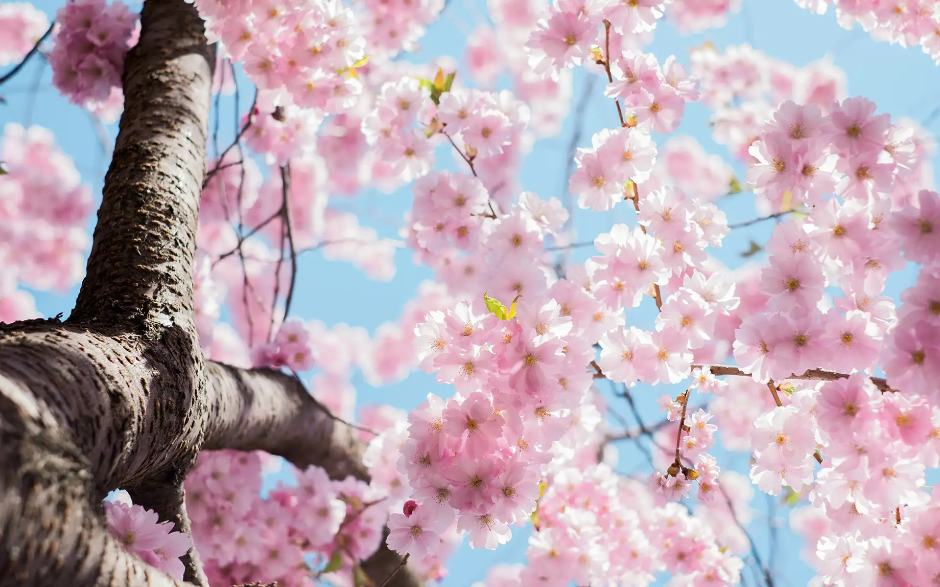 Cherry blossom tree in the spring