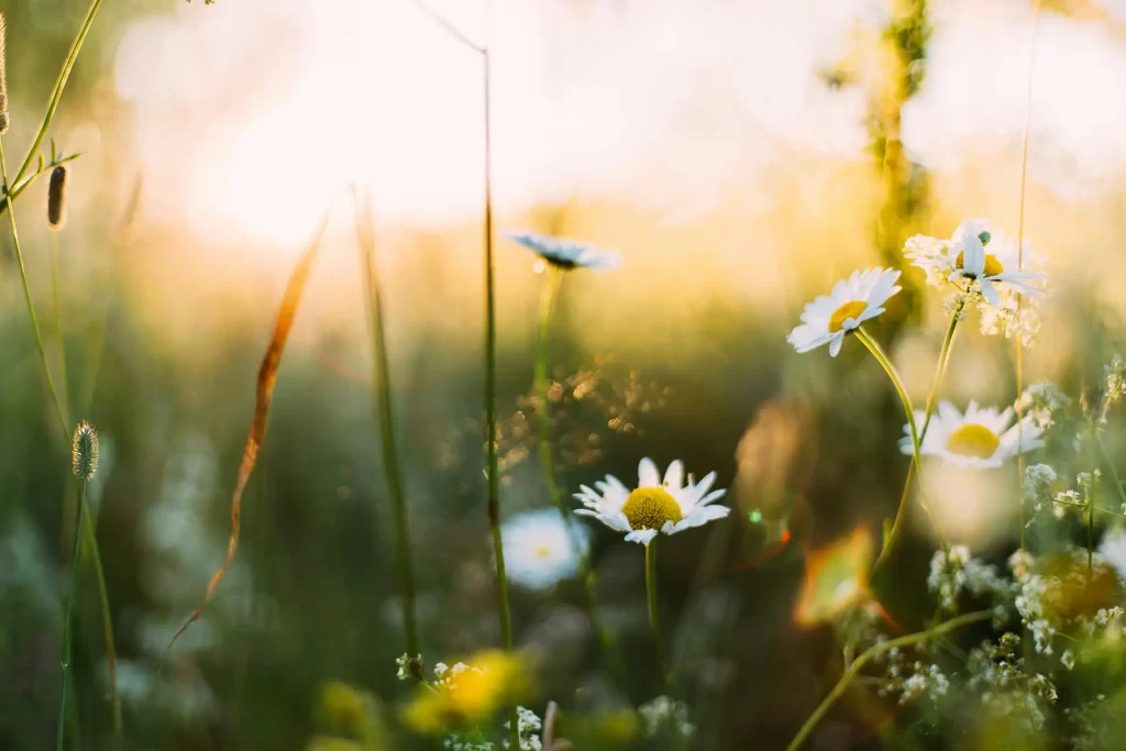 Spring yellow flowers and white petals