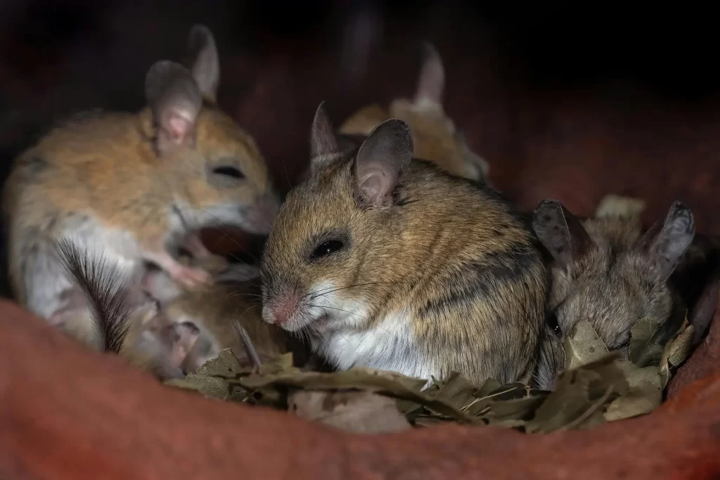 Mice nesting in their burrow