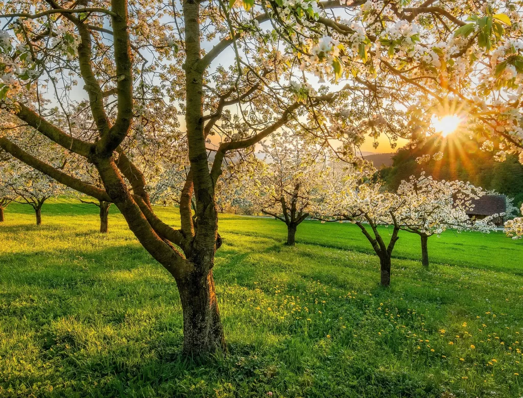 Cherry trees backlit