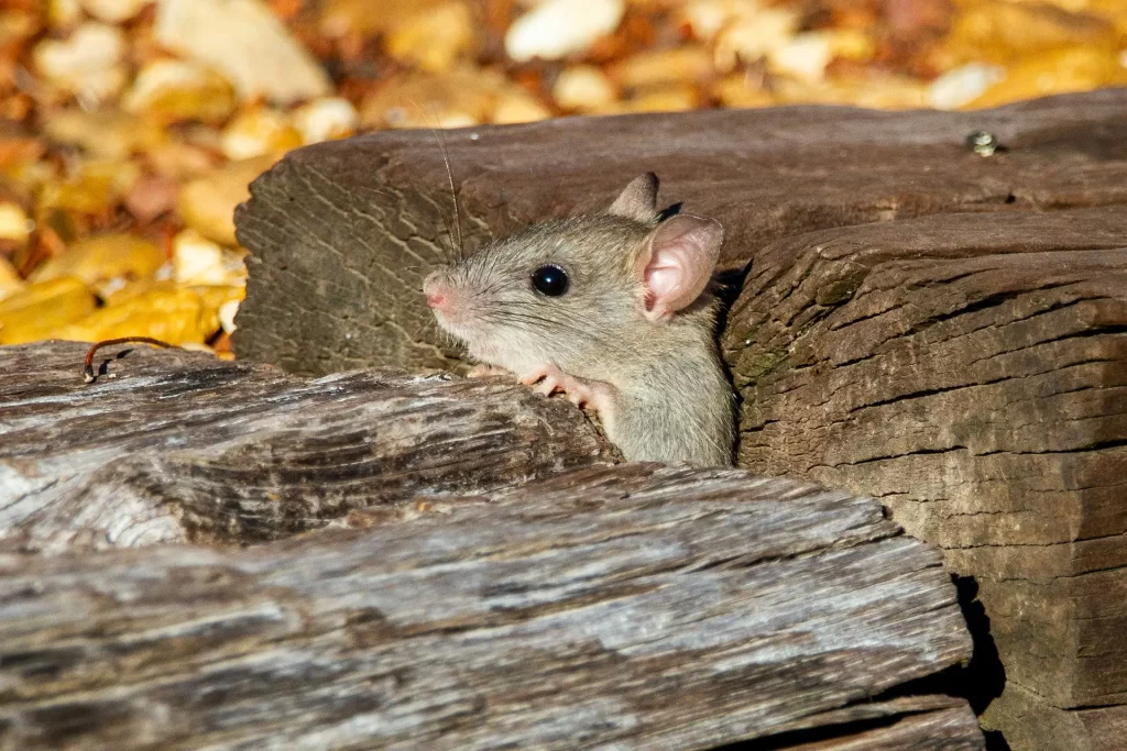 Mouse hiding in wood pile