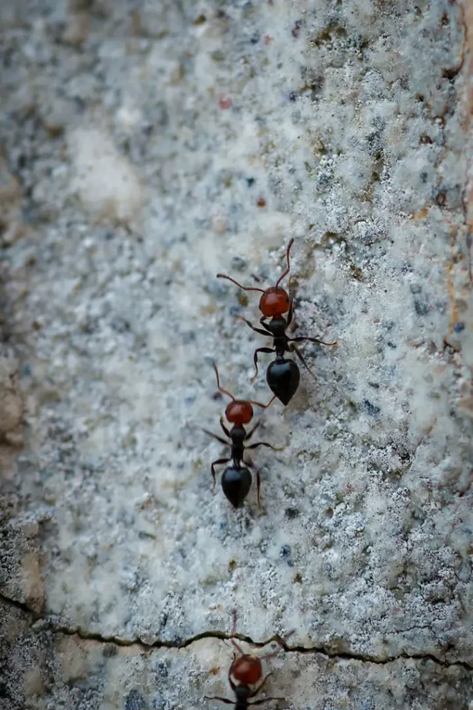Close up of ants crawling across sidewalk