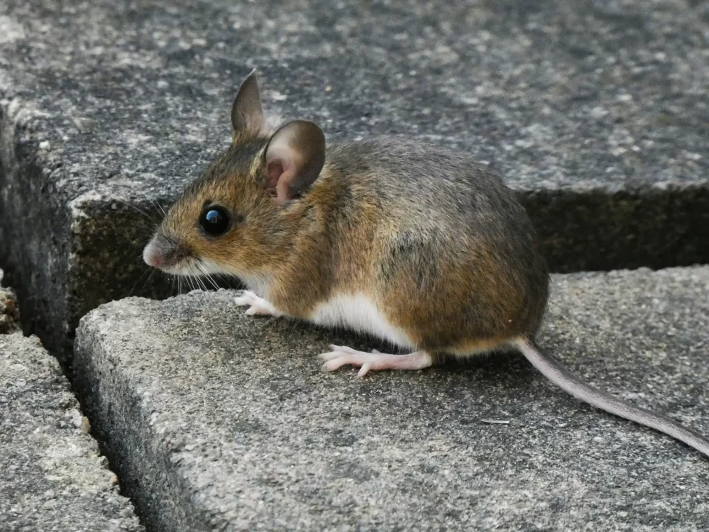Mouse sitting outside on concrete