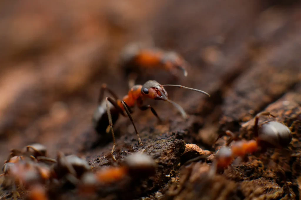 Close up of colony of ants
