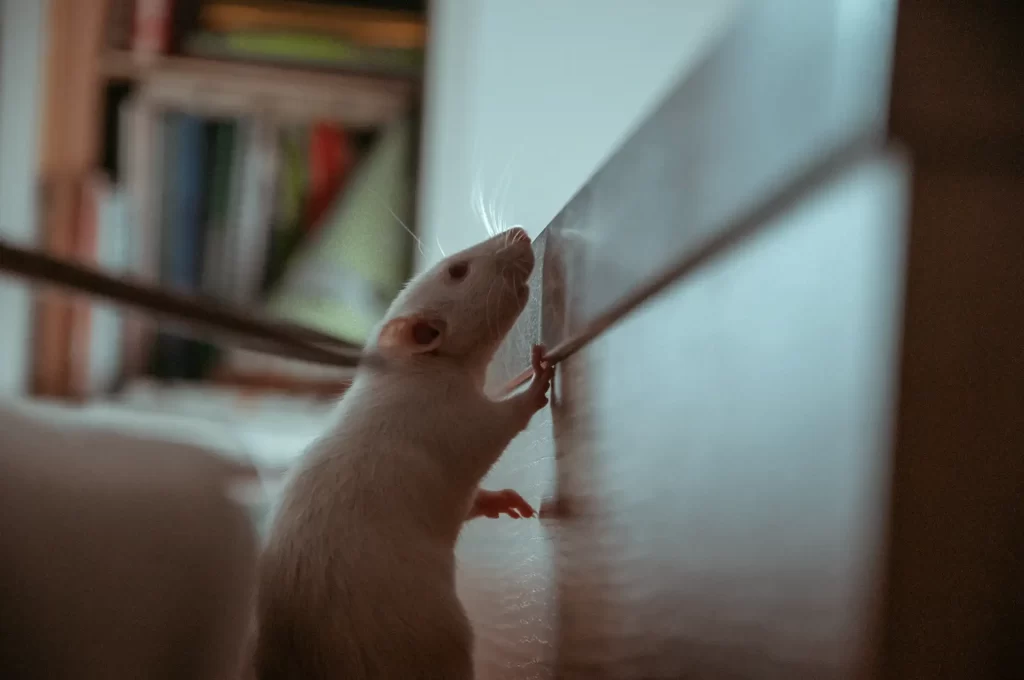 Mouse sneaking around home
